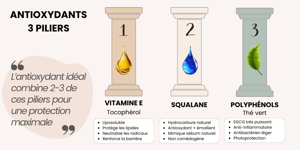 Trois piliers antioxydants fondamentaux pour la protection cutanée : Vitamine E (Tocophérol) liposoluble qui protège les lipides cellulaires et neutralise les radicaux libres; Squalane hydrocarbure naturel antioxydant émollient mimiquant le sébum naturel; Polyphénols du thé vert EGCG puissant anti-inflammatoire et photoprotecteur